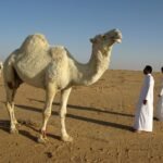 saudi arabia, desert, nature, camel